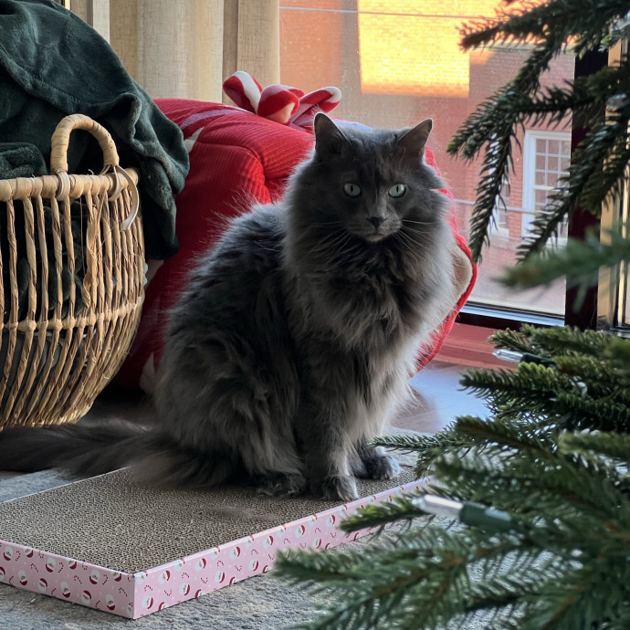 The Upstate Cat Sitter