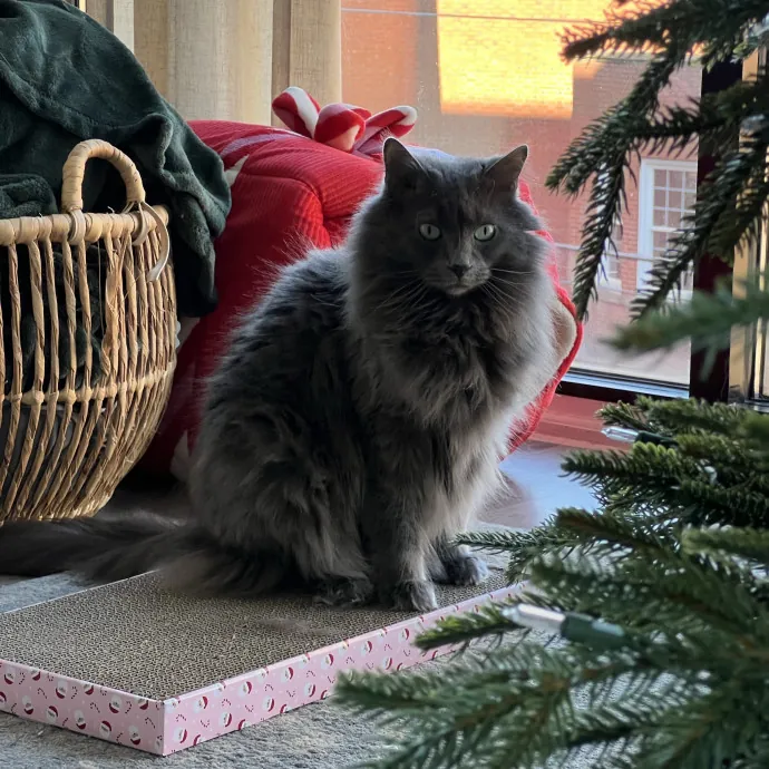The Upstate Cat Sitter