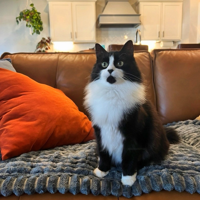 The Upstate Cat Sitter