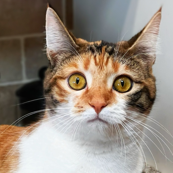 The Upstate Cat Sitter