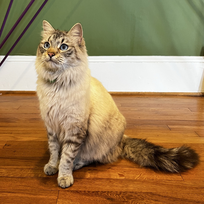 The Upstate Cat Sitter