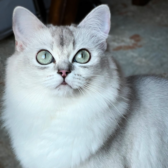 The Upstate Cat Sitter
