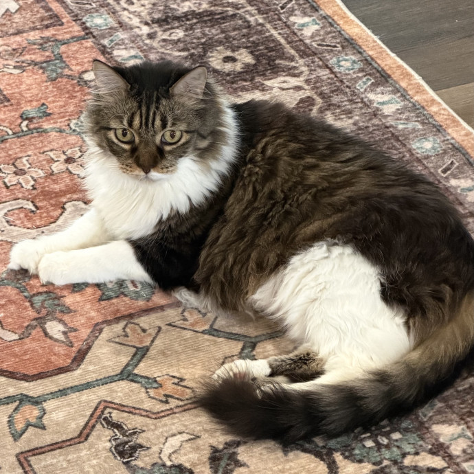 The Upstate Cat Sitter