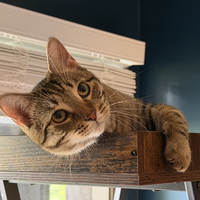The Upstate Cat Sitter