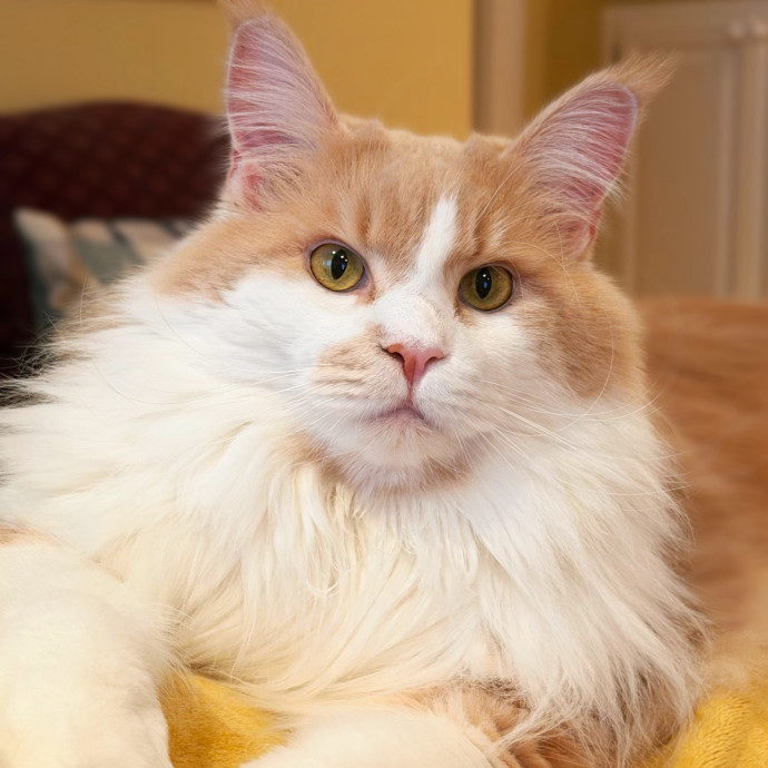 The Upstate Cat Sitter photo 3