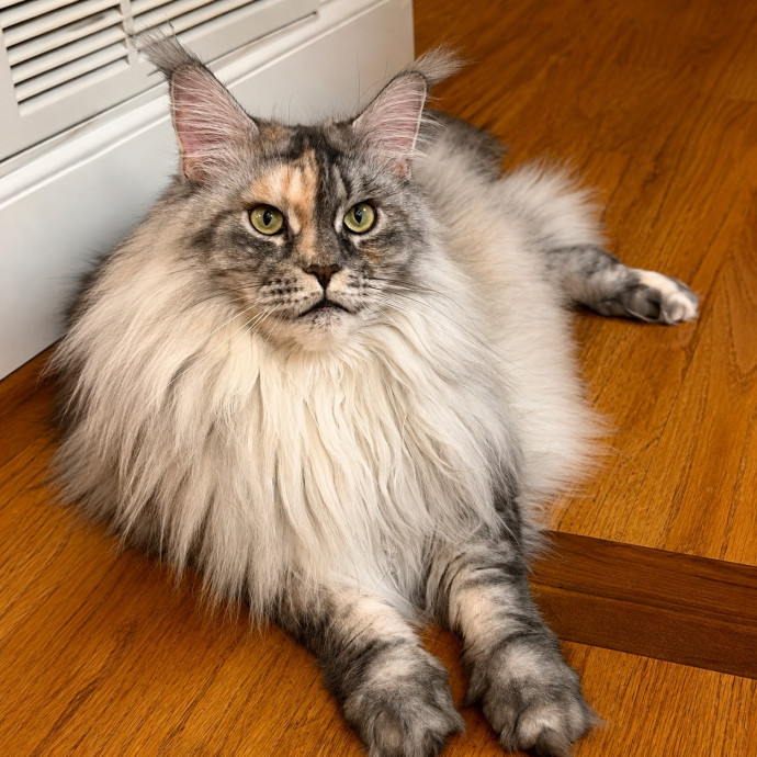 The Upstate Cat Sitter photo 2