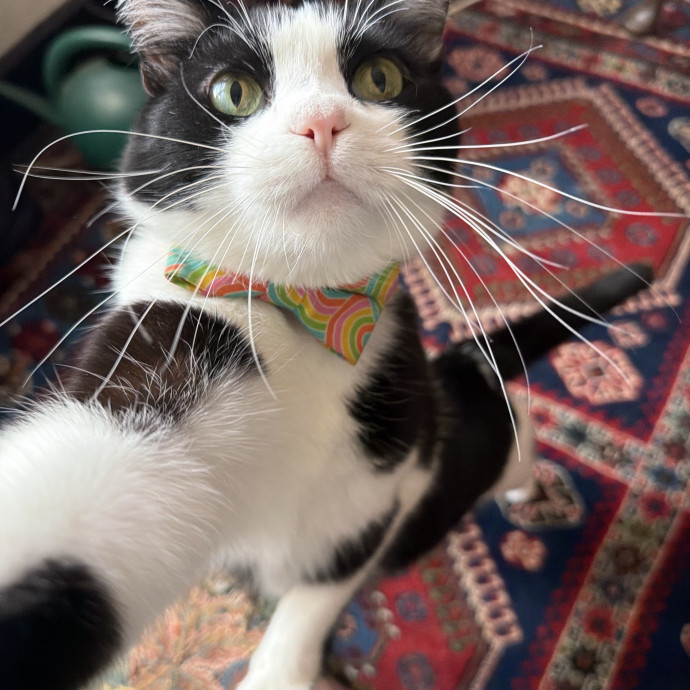 Katharine's Su-Purr-Ior Cat Care