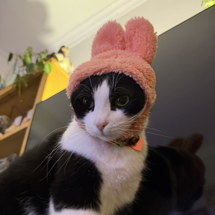 Katharine's Su-Purr-Ior Cat Care photo 3