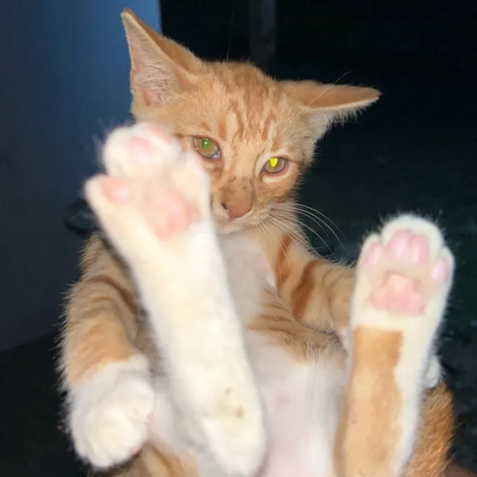 Whisker Whisperer photo 4