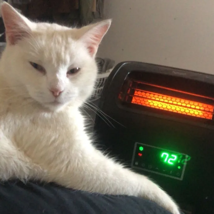 Whisker Whisperer photo 2