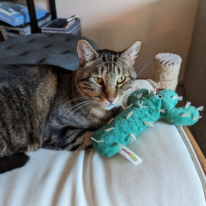 Sunrise Cat Care By Lauren