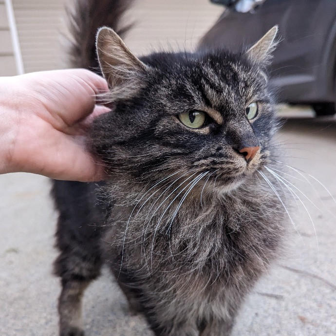 Sunrise Cat Care By Lauren photo 3