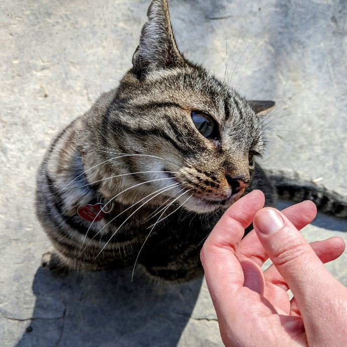 Sunrise Cat Care By Lauren photo 2