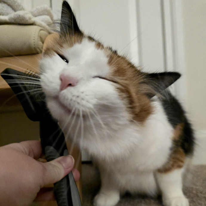 Care From A Cat Cafe Manager
