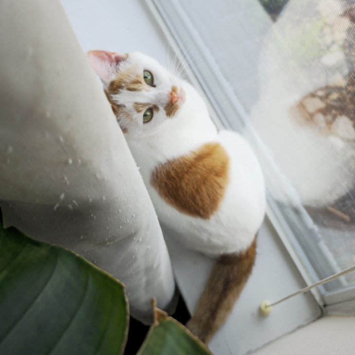 Care From A Cat Cafe Manager
