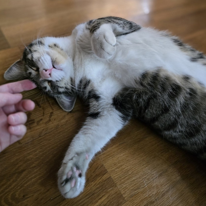 Care From A Cat Cafe Manager
