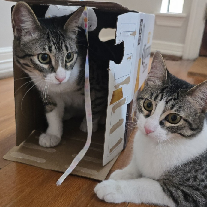 Care From A Cat Cafe Manager