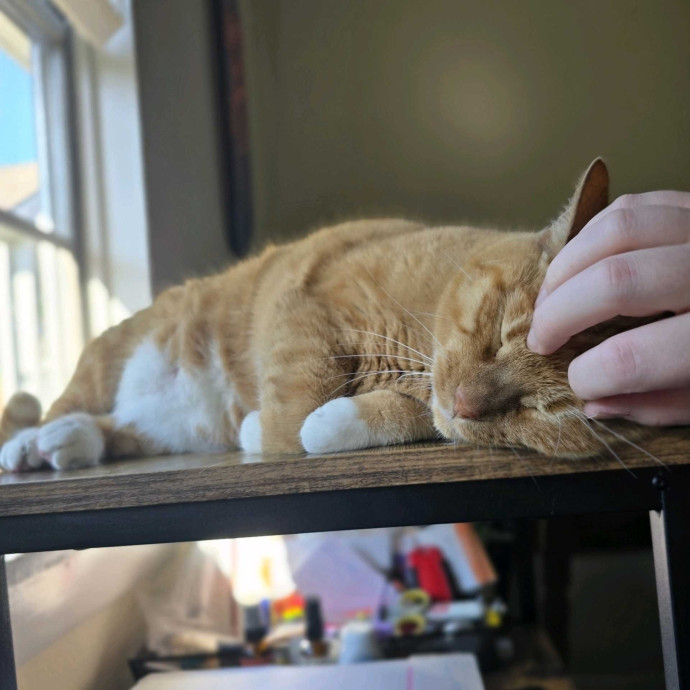 Care From A Cat Cafe Manager