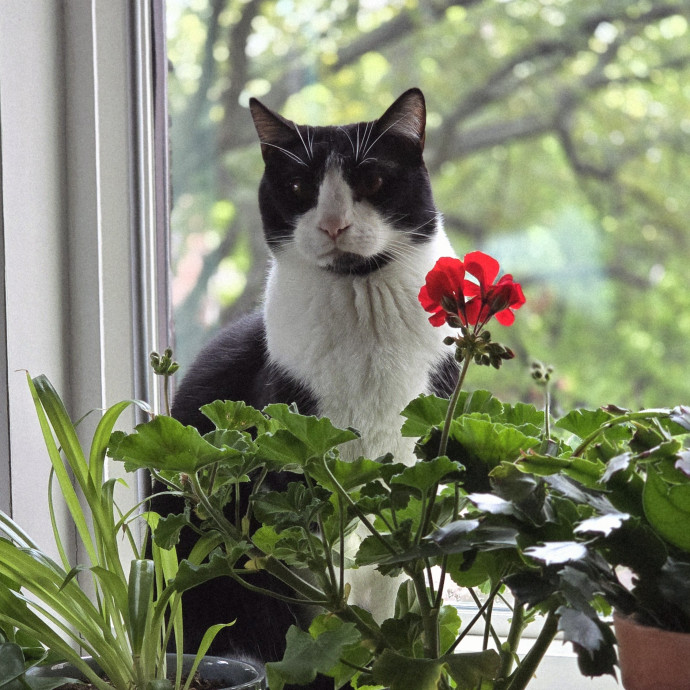 Care From A Cat Cafe Manager