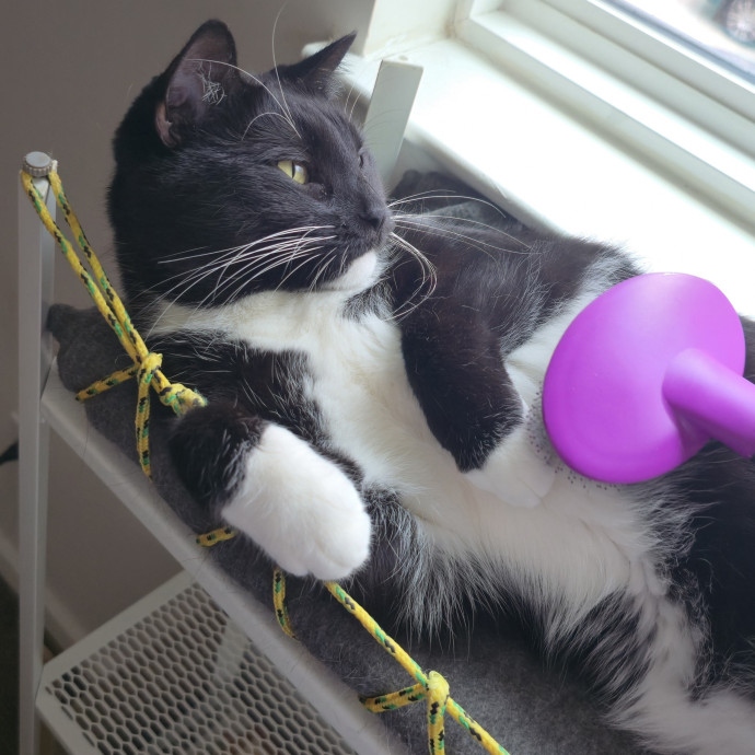 Care From A Cat Cafe Manager photo 3