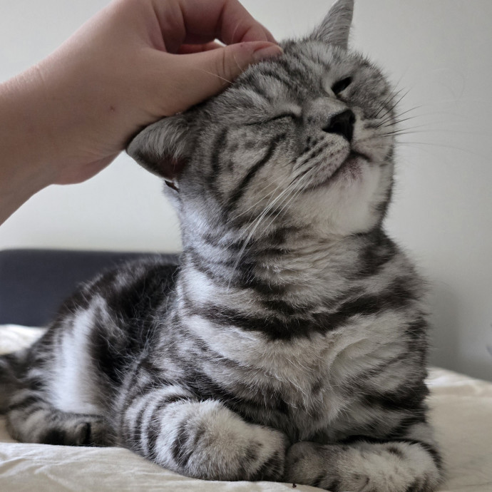 Care From A Cat Cafe Manager photo 2