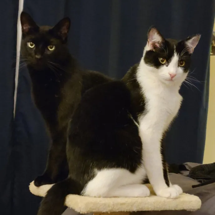 Experienced Cat Sitter In Beaverton