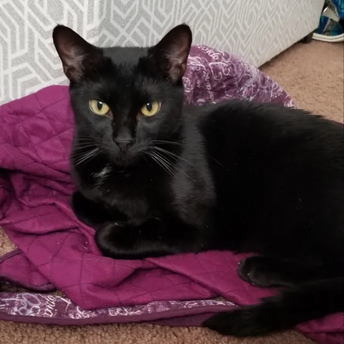 Experienced Cat Sitter In Beaverton