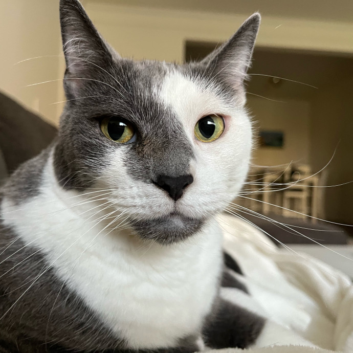 Professional Cat Snuggler
