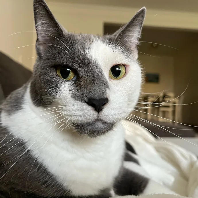 Professional Cat Snuggler