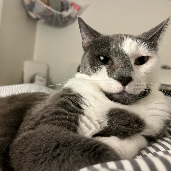 Professional Cat Snuggler