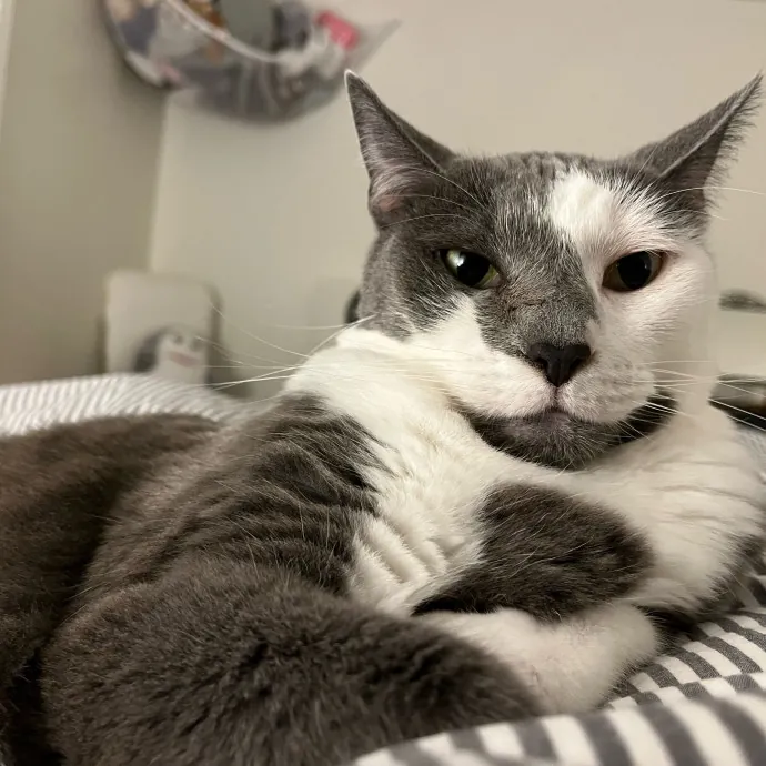 Professional Cat Snuggler