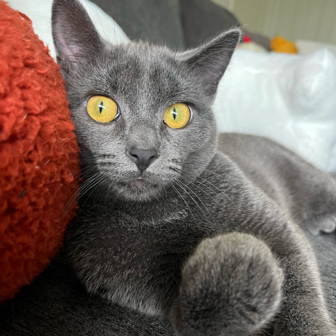 Professional Cat Snuggler