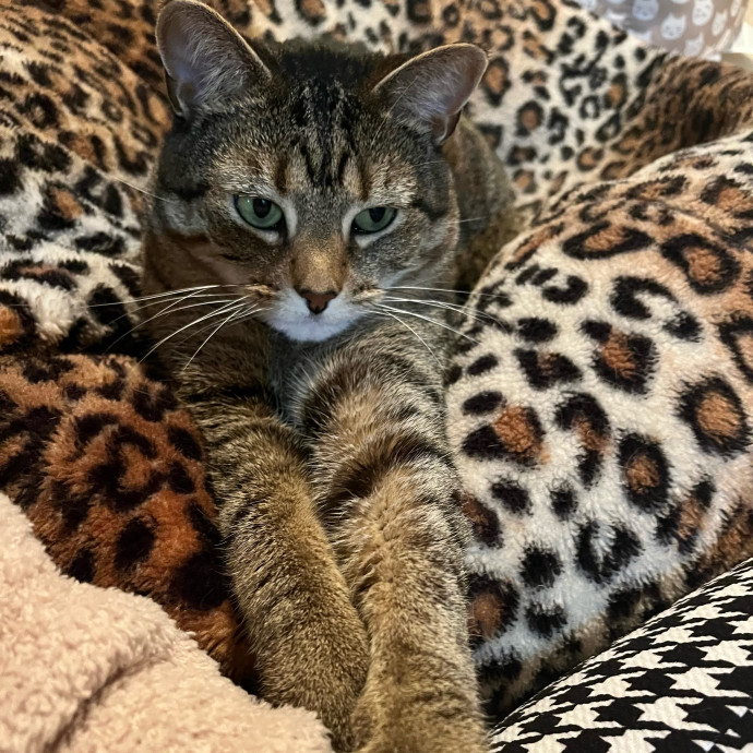 Professional Cat Snuggler