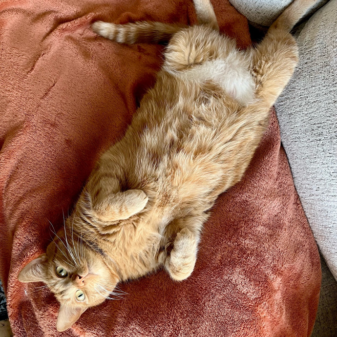 Professional Cat Snuggler