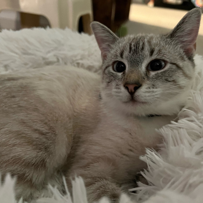 Professional Cat Snuggler