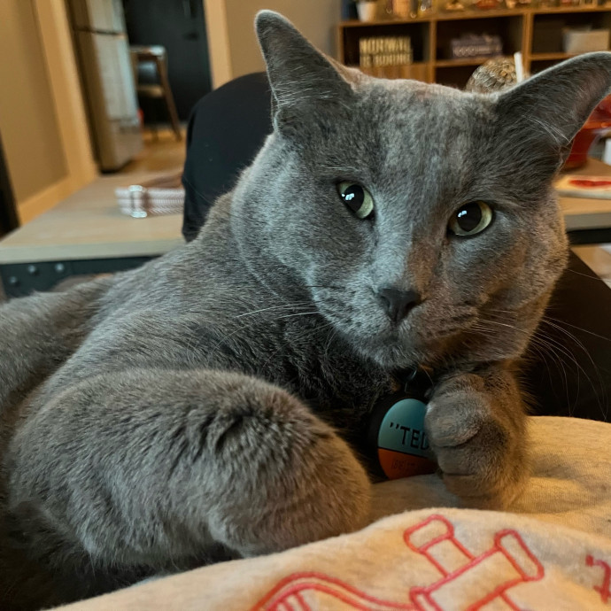 Professional Cat Snuggler photo 2