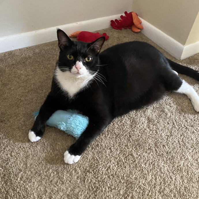 The Purrfect Sitter