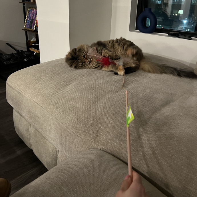 The Purrfect Sitter