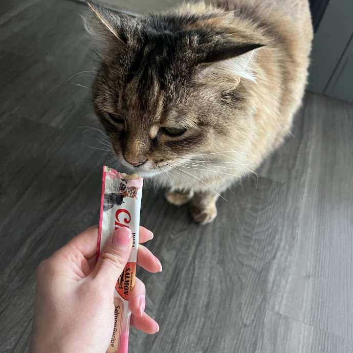 The Purrfect Sitter