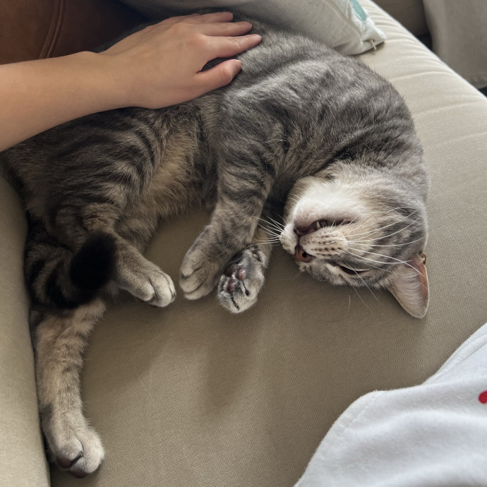 The Purrfect Sitter