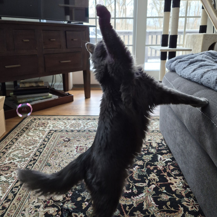 Highly Experienced And Cat Savvy