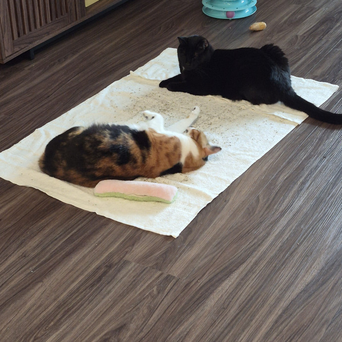 Highly Experienced And Cat Savvy