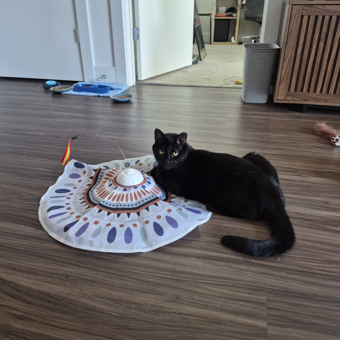 Highly Experienced And Cat Savvy