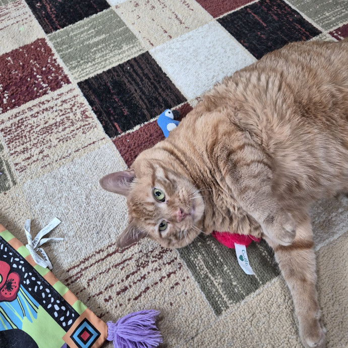 Highly Experienced And Cat Savvy