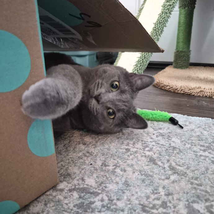 Highly Experienced And Cat Savvy