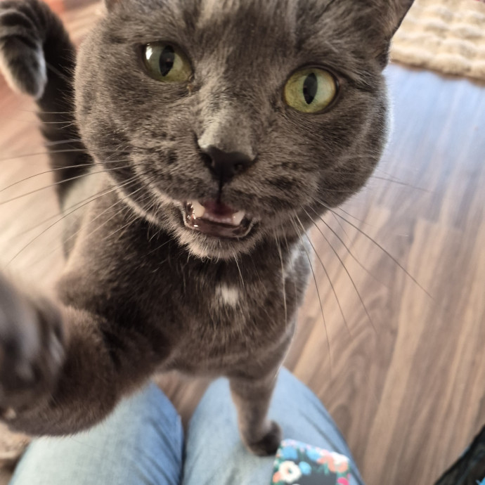 Highly Experienced And Cat Savvy photo 3