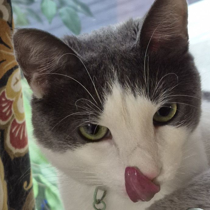 Highly Experienced And Cat Savvy photo 2
