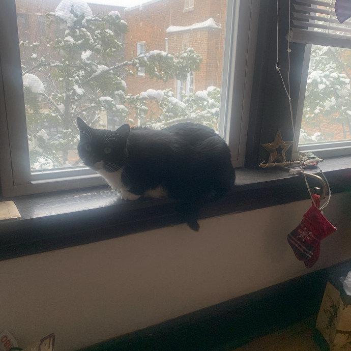 Mak's Cat Sitting