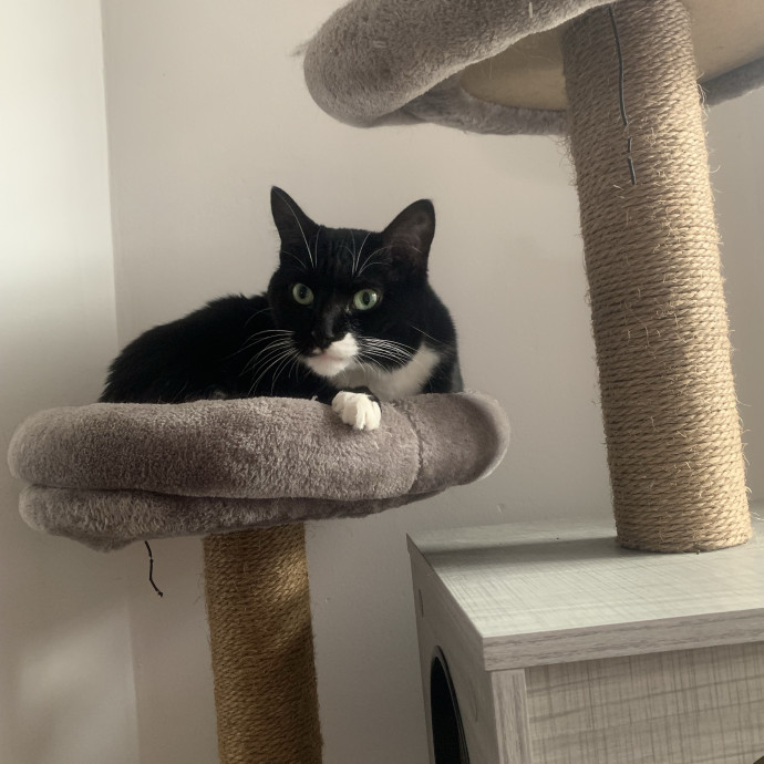 Mak's Cat Sitting