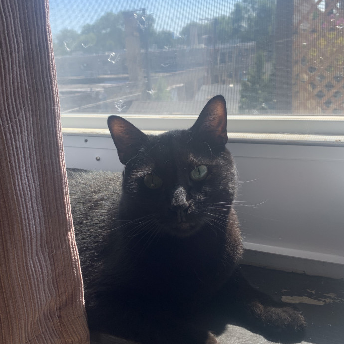 Mak's Cat Sitting